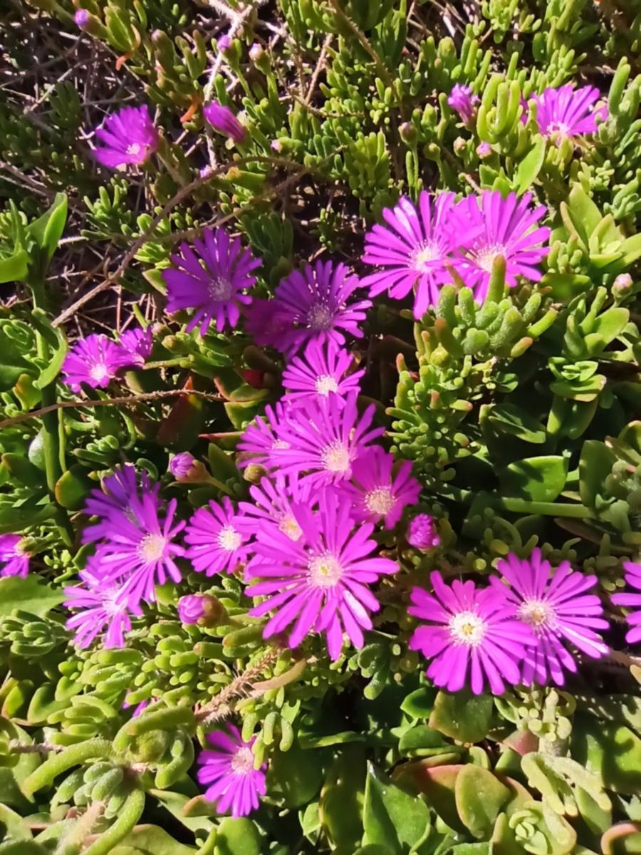 סלאטינה Apartmani Mislav מראה חיצוני תמונה